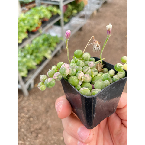 Succulent 'String of Pearls' Variegated, additional product view 2