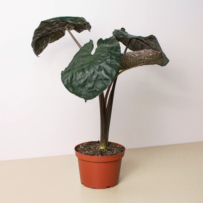 Load image into Gallery viewer, Alocasia 'Serendipity'
