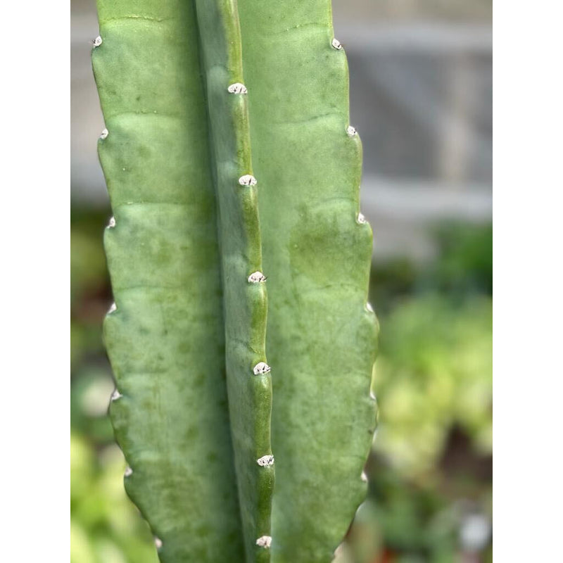 Load image into Gallery viewer, Cactus Cereus Peruvianus - 3 FT
