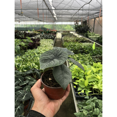 Alocasia Melo