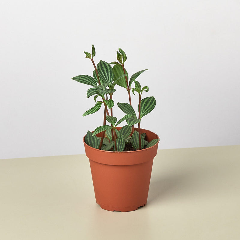 Load image into Gallery viewer, Peperomia 'Parallel'
