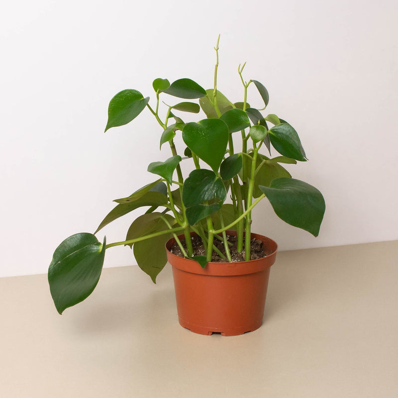 Load image into Gallery viewer, Peperomia 'Raindrop'

