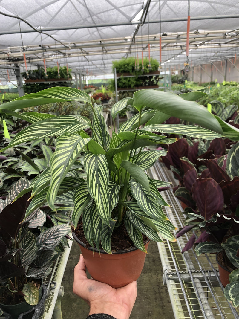 Load image into Gallery viewer, Calathea 'Vittata'
