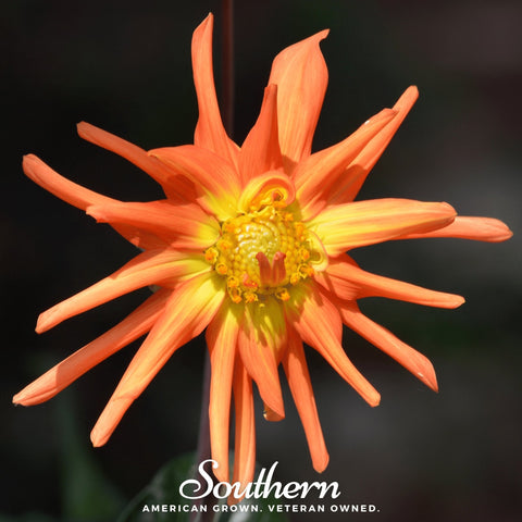 Cactus Dahlia Mix 25 Seeds