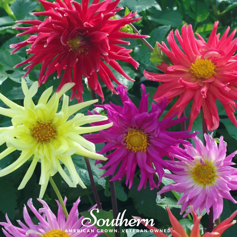 Load image into Gallery viewer, Cactus Dahlia Mix – 25 Seeds
