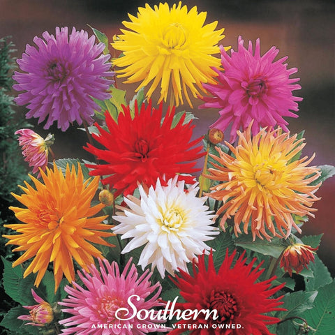 Cactus Dahlia Mix – 25 Seeds, additional product view 2