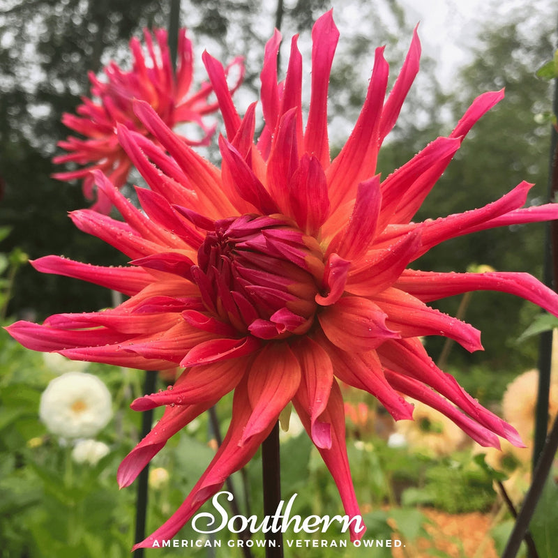 Load image into Gallery viewer, Cactus Dahlia Mix – 25 Seeds
