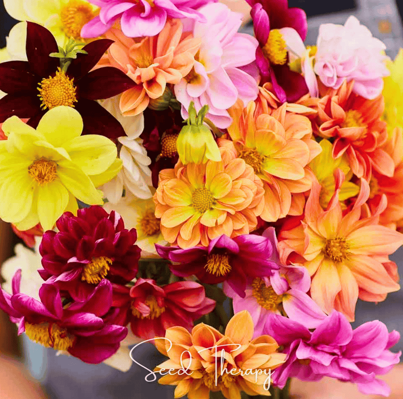 Load image into Gallery viewer, Early Bird Dahlia – 25 Seeds
