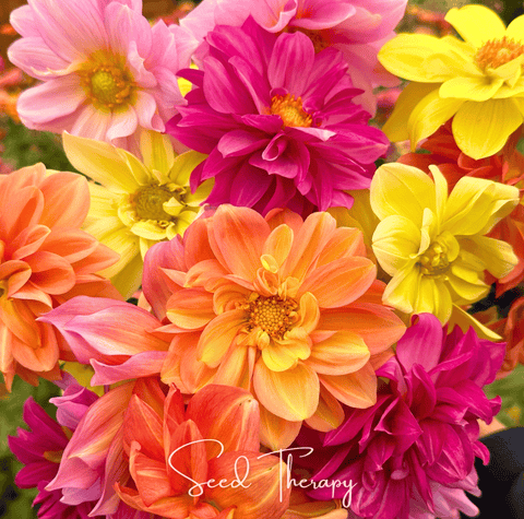 Early Bird Dahlia – 25 Seeds, additional product view 2