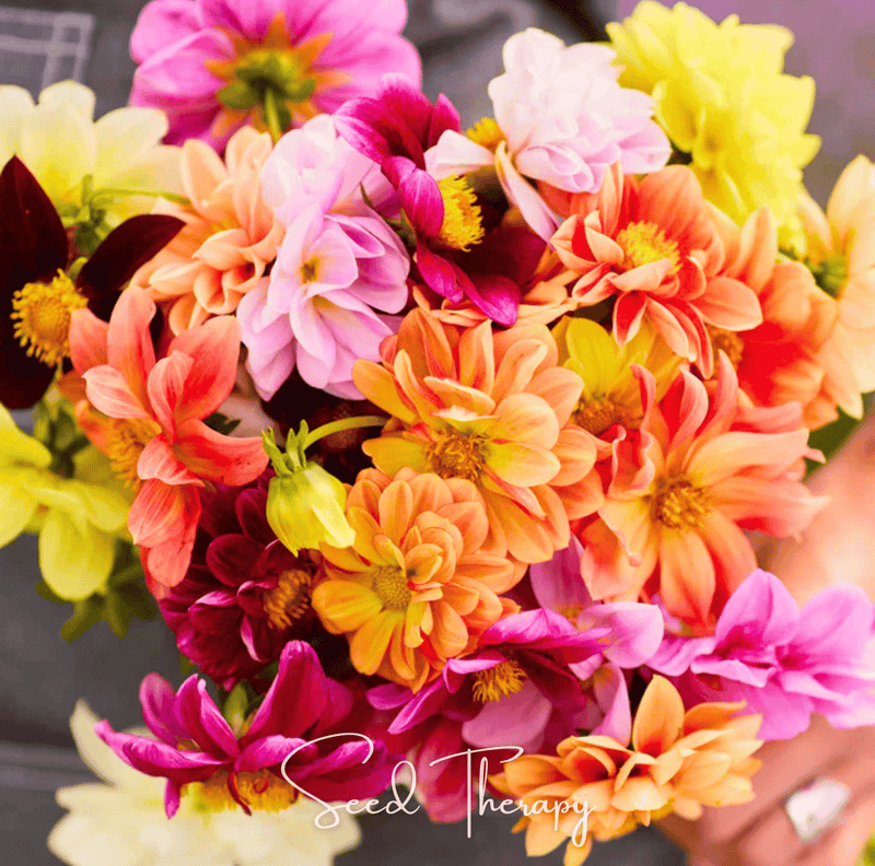 Load image into Gallery viewer, Early Bird Dahlia – 25 Seeds
