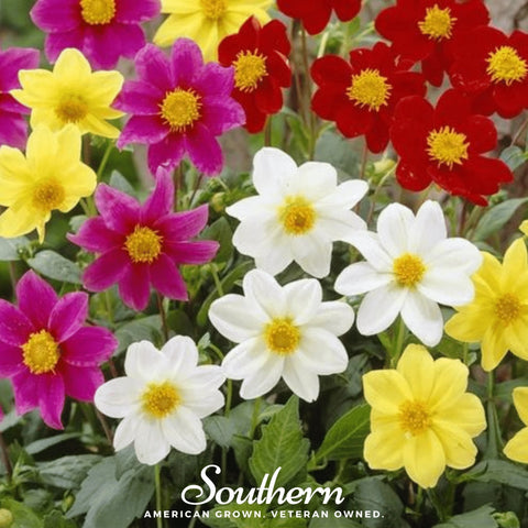 Mignon Dahlia Mix – 25 Seeds, additional product view 2