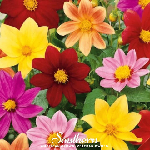Mignon Dahlia Mix 25 Seeds