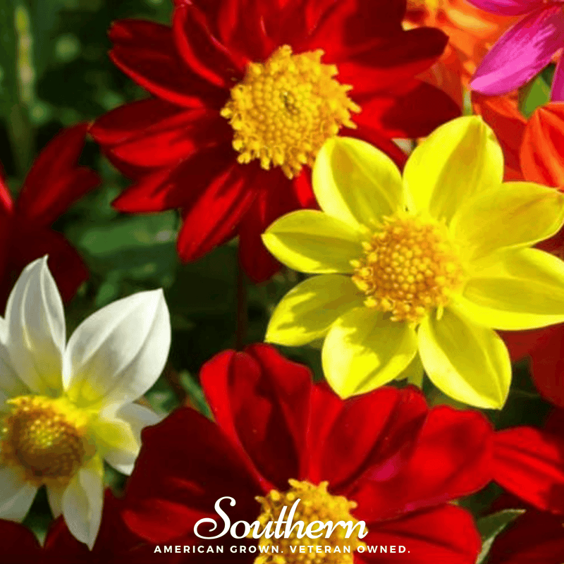 Load image into Gallery viewer, Mignon Dahlia Mix – 25 Seeds

