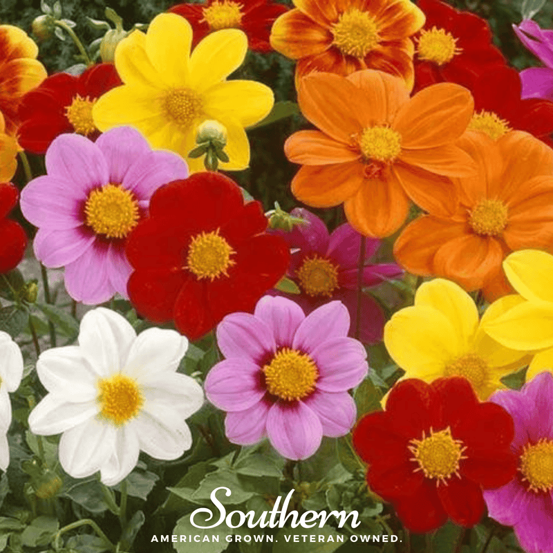 Load image into Gallery viewer, Mignon Dahlia Mix – 25 Seeds
