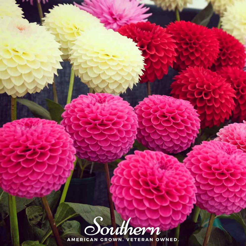 Load image into Gallery viewer, Pompon Dahlia Mix – 25 Seeds
