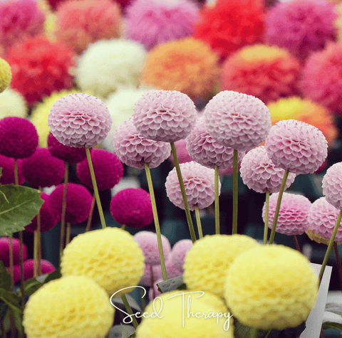 Pompon Dahlia Mix 25 Seeds