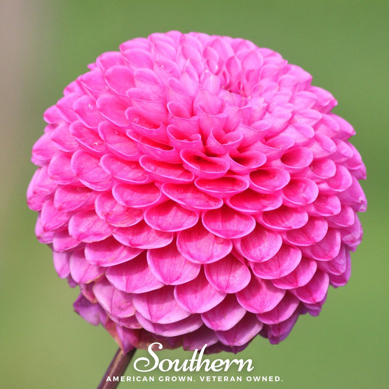 Load image into Gallery viewer, Pompon Dahlia Mix – 25 Seeds
