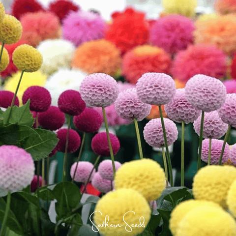 Pompon Dahlia Mix – 25 Seeds, additional product view 2