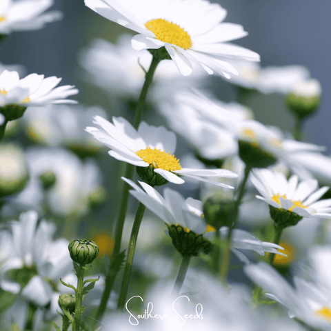 Creeping Daisy 100 Seeds