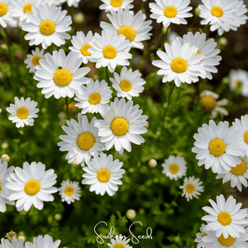 Load image into Gallery viewer, Creeping Daisy – 100 Seeds
