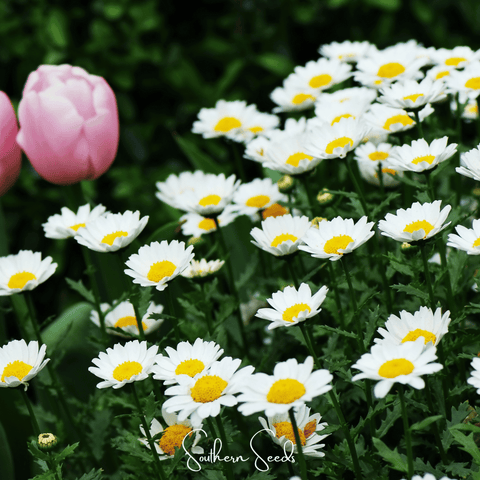 Creeping Daisy – 100 Seeds, additional product view 2