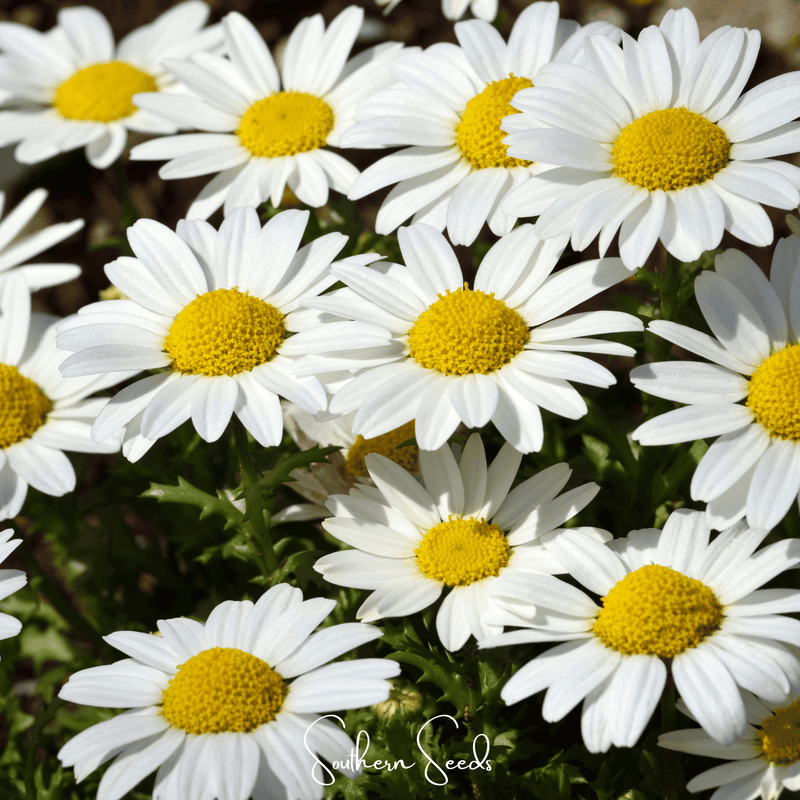 Load image into Gallery viewer, Creeping Daisy – 100 Seeds
