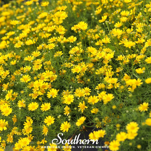 Dahlberg Daisy 500 Seeds