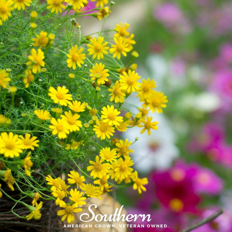 Load image into Gallery viewer, Dahlberg Daisy – 500 Seeds
