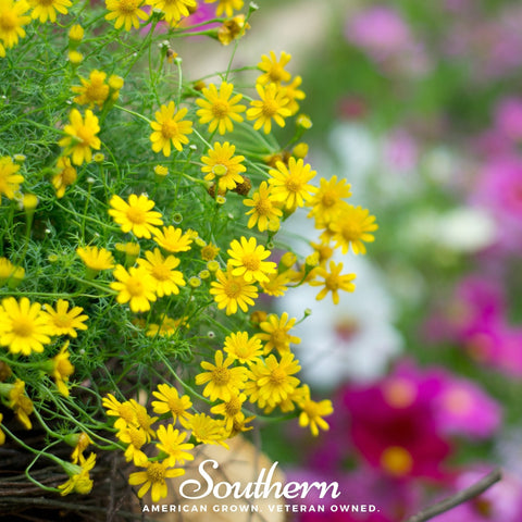 Dahlberg Daisy – 500 Seeds, additional product view 2