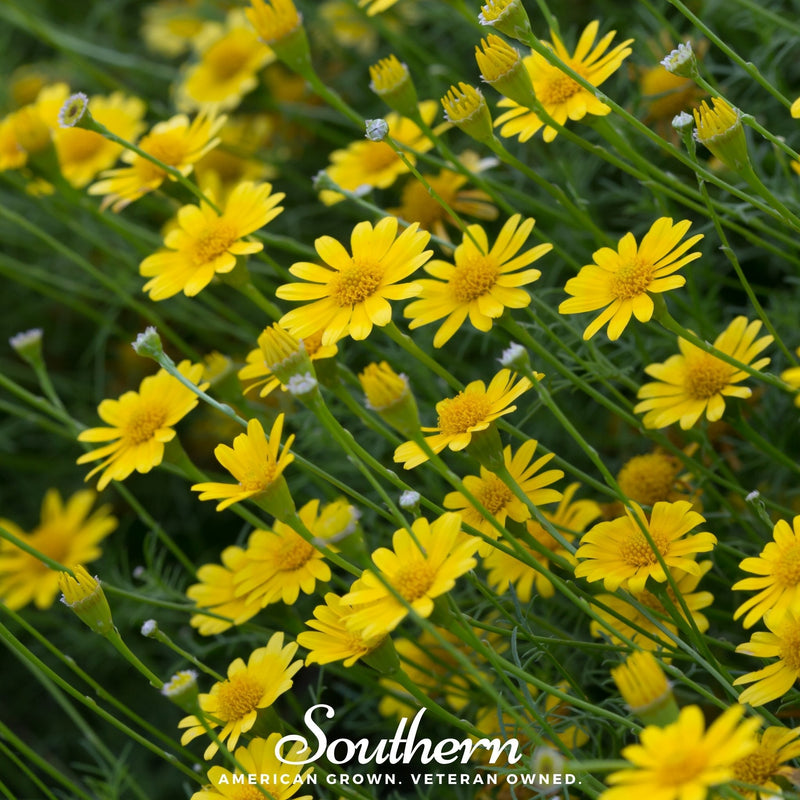 Load image into Gallery viewer, Dahlberg Daisy – 500 Seeds
