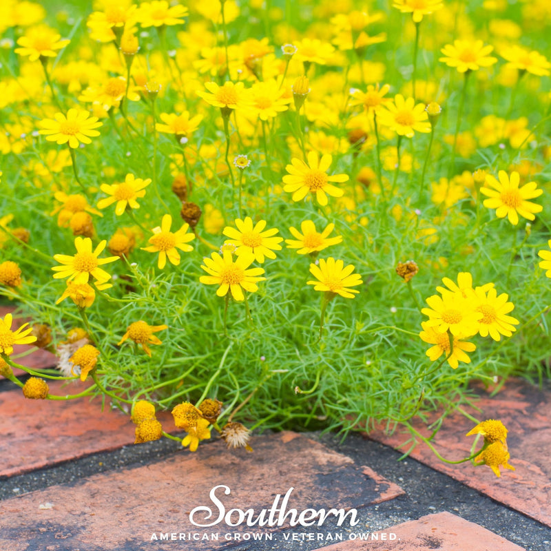 Load image into Gallery viewer, Dahlberg Daisy – 500 Seeds

