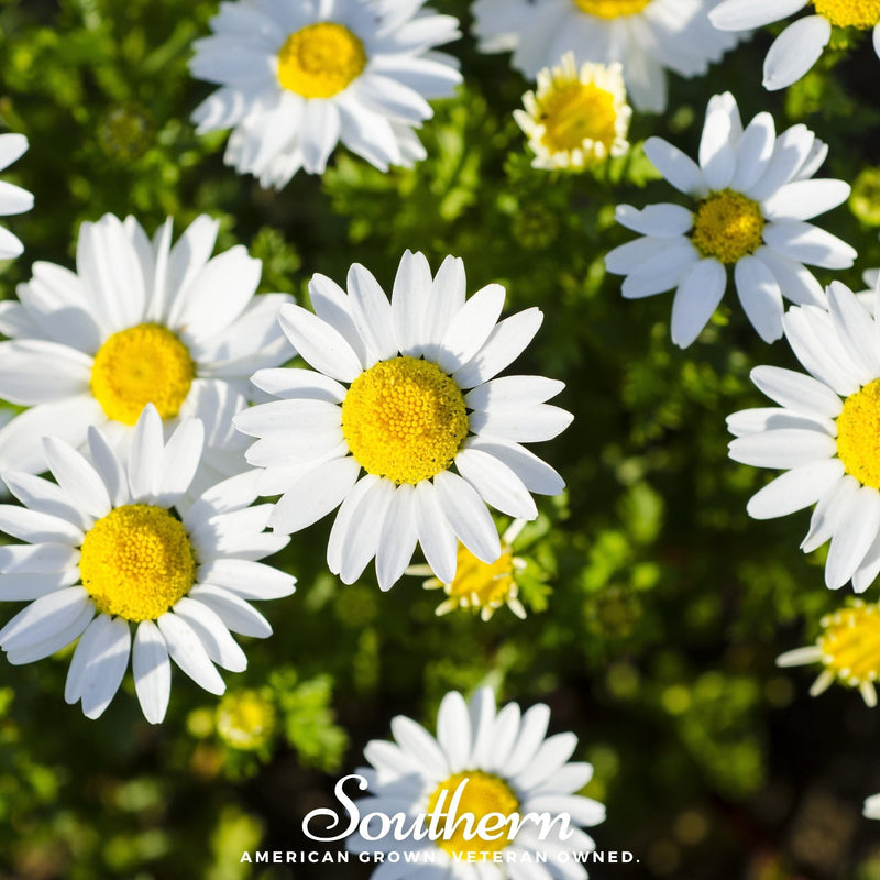 Load image into Gallery viewer, Dwarf Shasta Daisy – 100 Seeds
