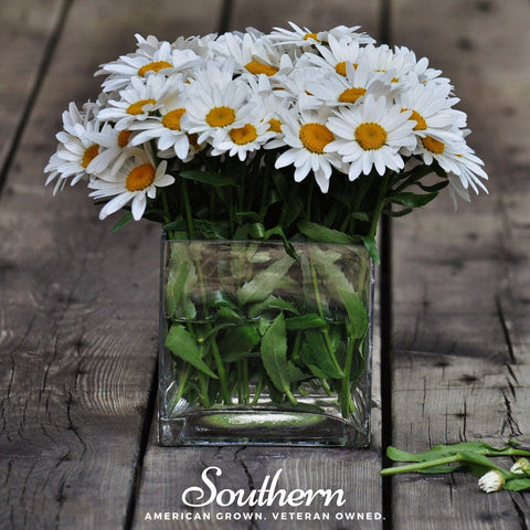 Dwarf Shasta Daisy seeds package, 100 count, GrowTime Garden Supply