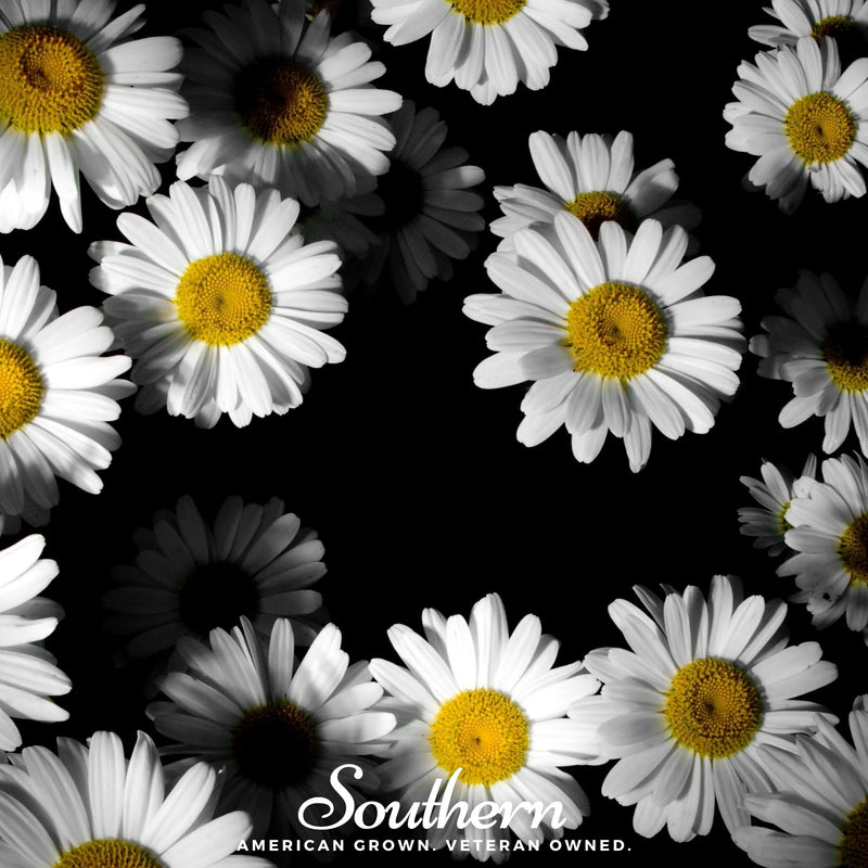 Load image into Gallery viewer, Dwarf Shasta Daisy – 100 Seeds
