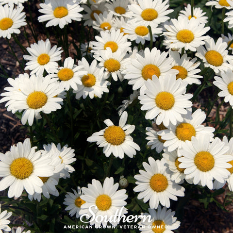Dwarf Shasta Daisy – 100 Seeds, additional product view 2