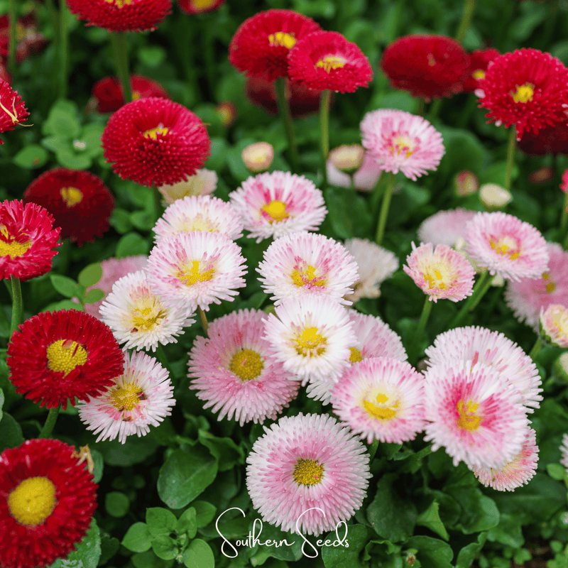 Load image into Gallery viewer, Super Enorma English Daisy Mix – 100 Seeds
