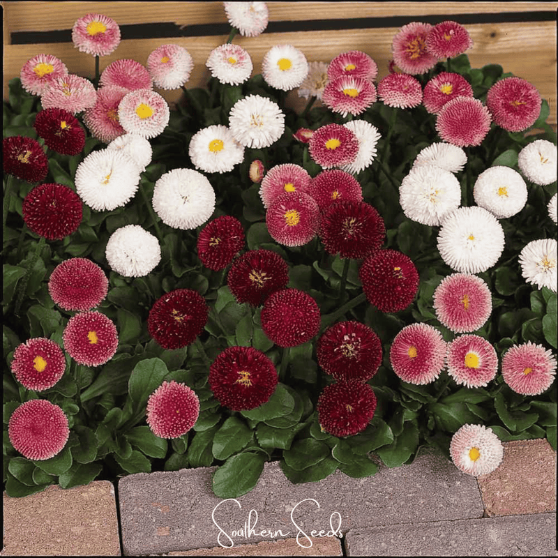 Load image into Gallery viewer, Super Enorma English Daisy Mix – 100 Seeds
