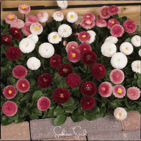 Super Enorma English Daisy Mix – 100 Seeds, additional product view 2