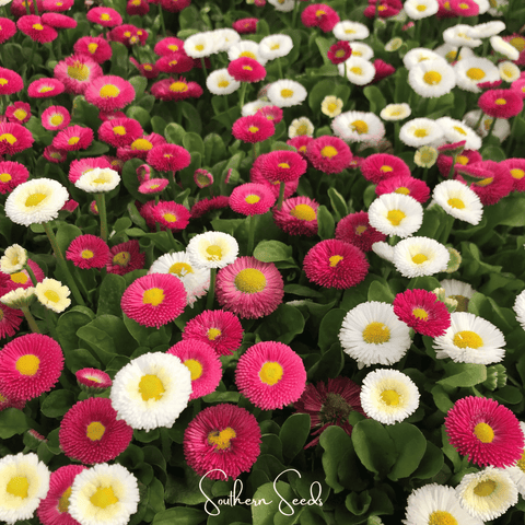 Super Enorma English Daisy Mix 100 Seeds