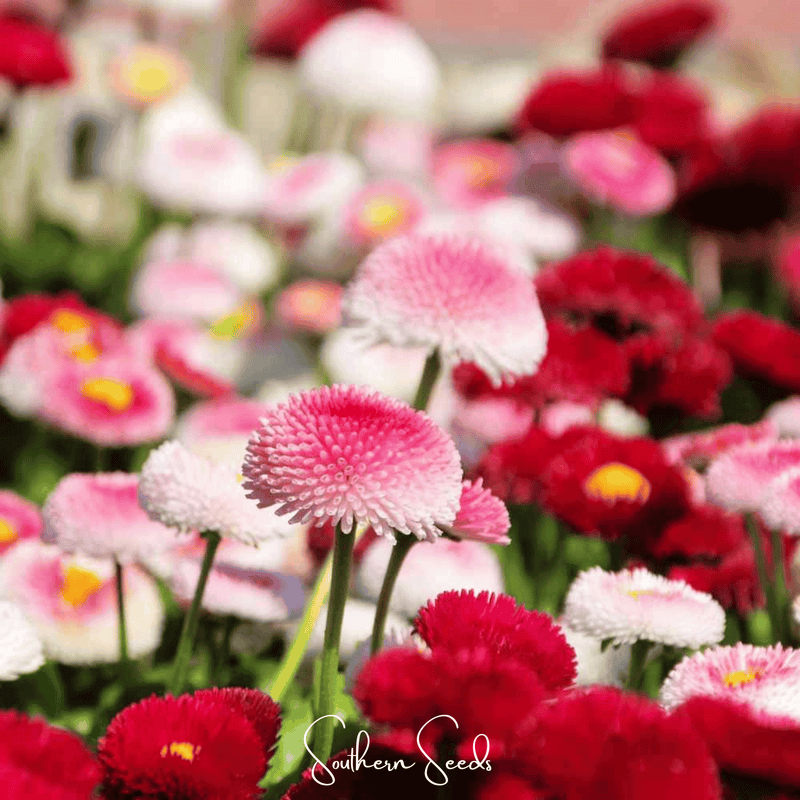 Load image into Gallery viewer, Super Enorma English Daisy Mix – 100 Seeds
