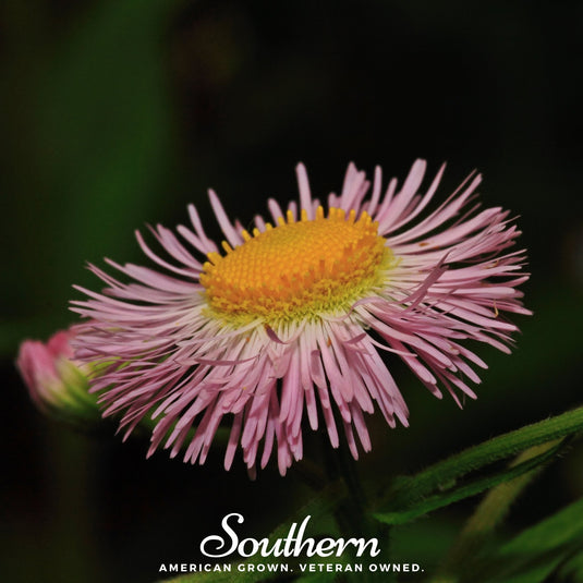 Dainty Daisy Fleabane – 100 Seeds