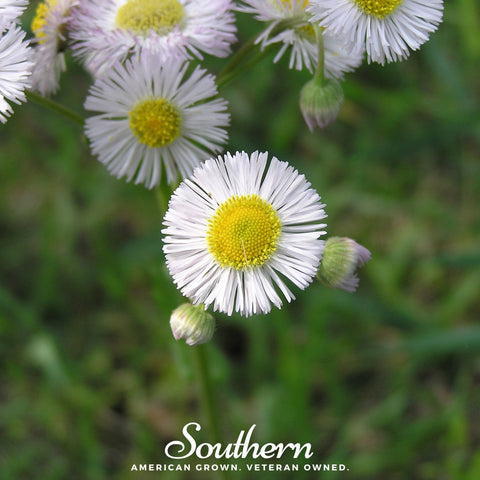 Dainty Daisy Fleabane 100 Seeds