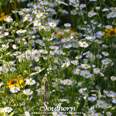 Dainty Daisy Fleabane – 100 Seeds, additional product view 2