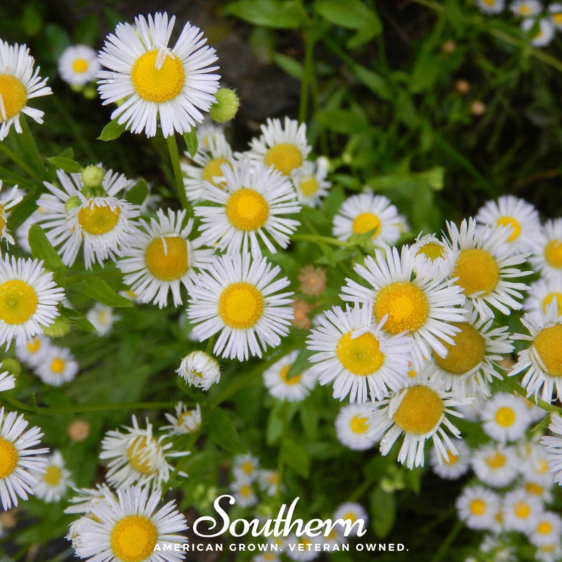 Load image into Gallery viewer, Dainty Daisy Fleabane – 100 Seeds
