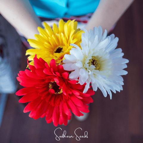 Gerbera Daisy Mix – 20 Seeds, additional product view 2