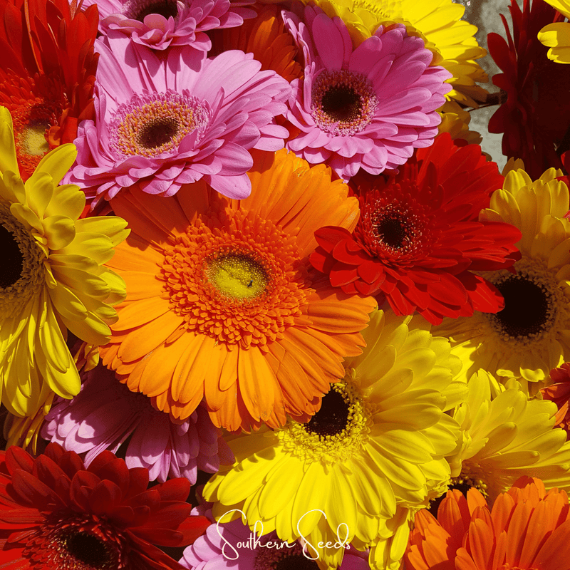 Load image into Gallery viewer, Gerbera Daisy Mix – 20 Seeds

