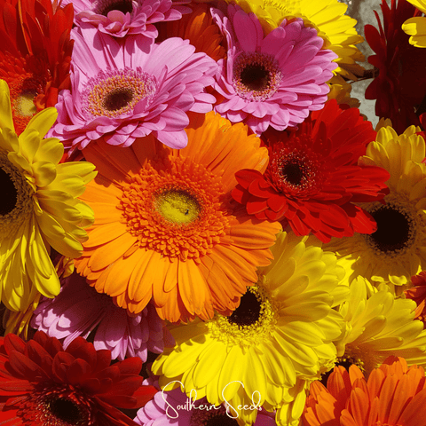 Gerbera Daisy Mix 20 Seeds