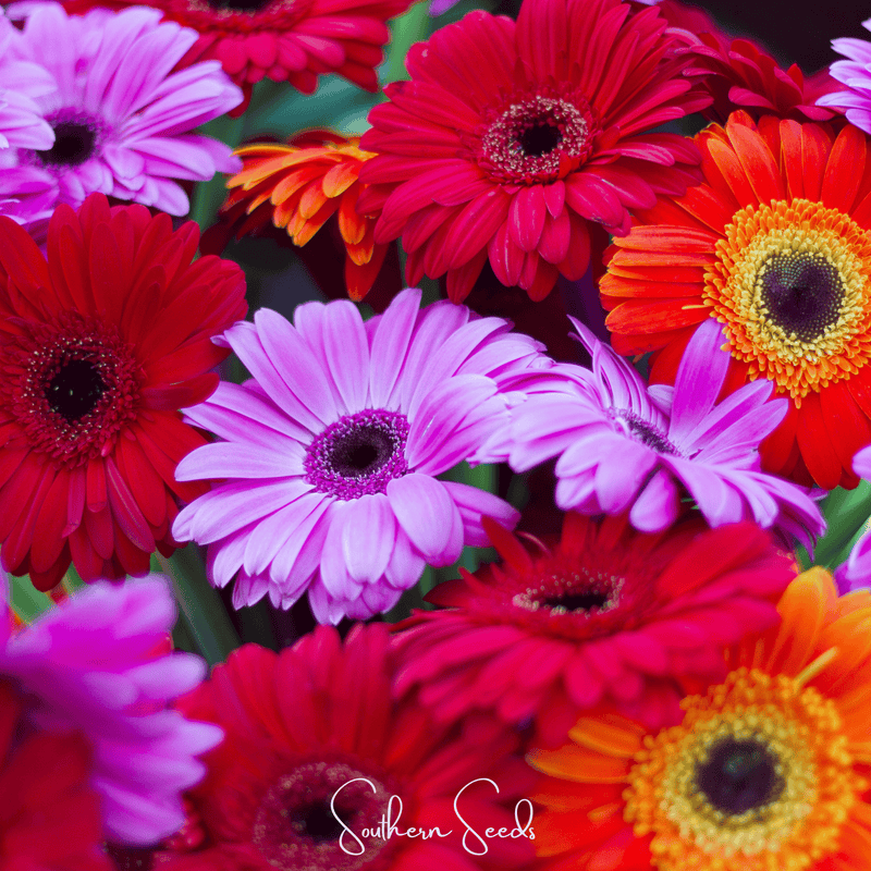 Load image into Gallery viewer, Gerbera Daisy Mix – 20 Seeds
