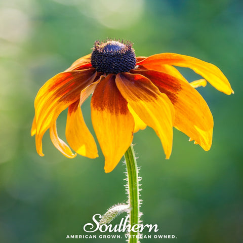 Gloriosa Daisy 100 Seeds