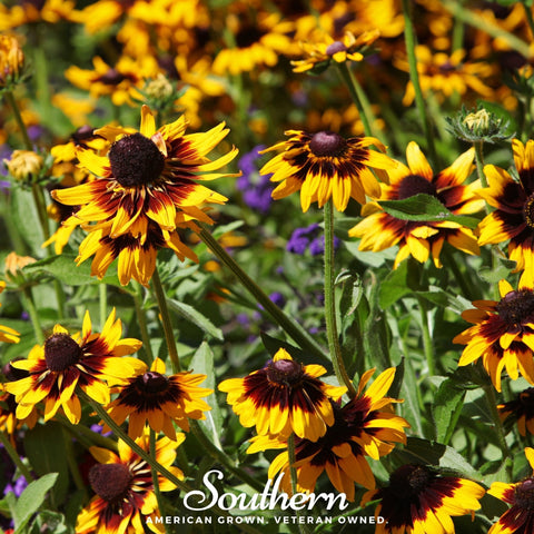 Gloriosa Daisy – 100 Seeds, additional product view 2